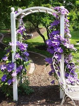 Purple Clematis covered trelllis